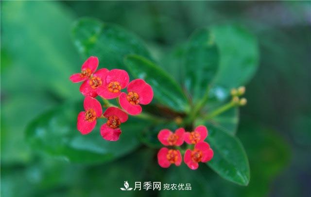 花只能開一季？這7種花四季都能賞花，月季花不可缺(圖7)