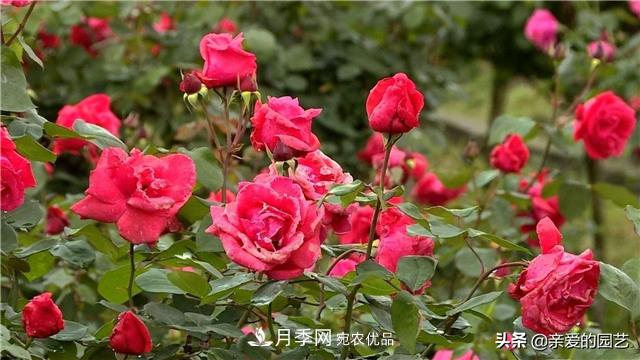 這樣養(yǎng)殖月季，開花多多，不懂的朋友可以來看看講解(圖4)