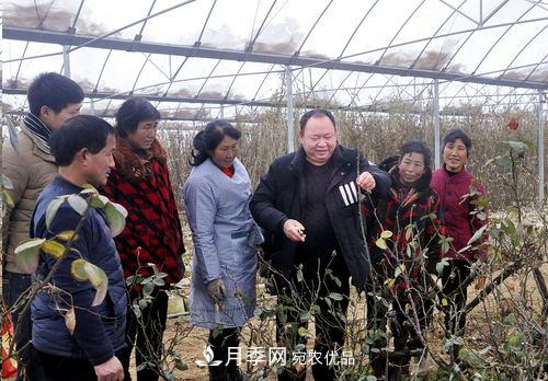 走近南陽月季大師李付昌——月季花海弄潮兒(圖1)