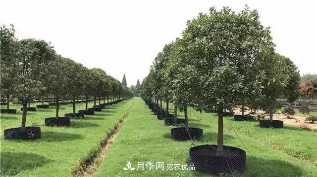 容器苗，或?qū)⒊蔀槊缒痉N植新趨勢(圖1)