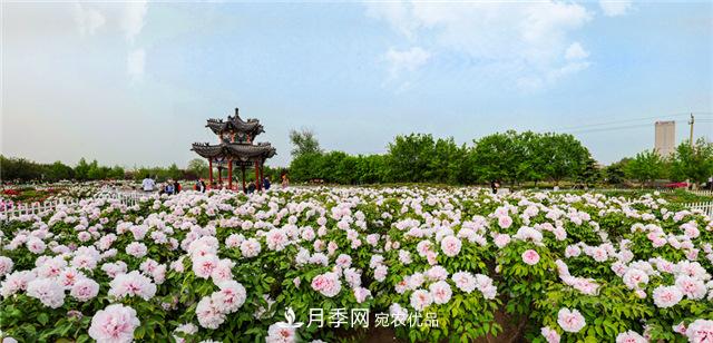 風流菏澤牡丹：可知國色無兼美，剛數(shù)曹州又亳州(圖2)