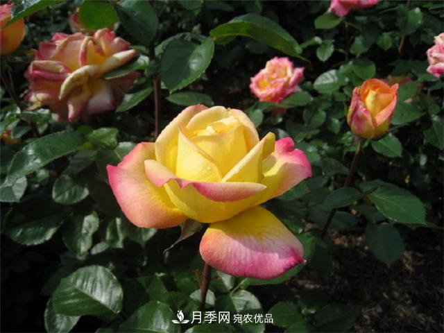 月季怎么種？月季花的種植方法(圖1)