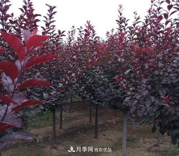 紅葉李苗木種植時(shí)間及管理(圖2)