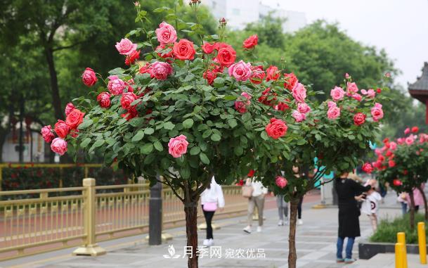 保證這兩個條件，80%的花卉都能養(yǎng)的住(圖1)