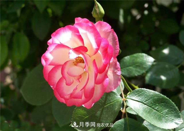 為什么要把月季的花苞都掐掉，修剪搭配施肥，10月有驚喜(圖1)