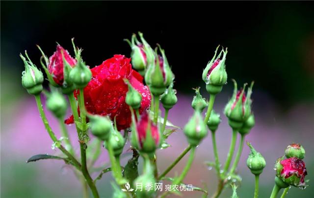 為什么要把月季的花苞都掐掉，修剪搭配施肥，10月有驚喜(圖2)