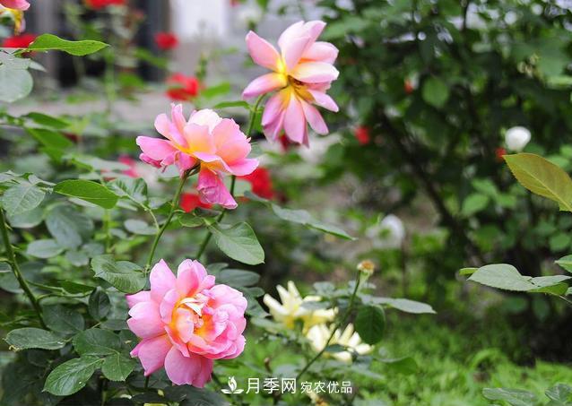 月季花為什么只長枝條不開花？如何讓月季爆筍？(圖1)