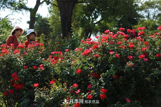 北京植物園10萬株月季迎花期(圖1)