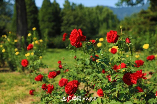 等你來！北京植物園10萬余株月季陸續(xù)進(jìn)入花期(圖2)