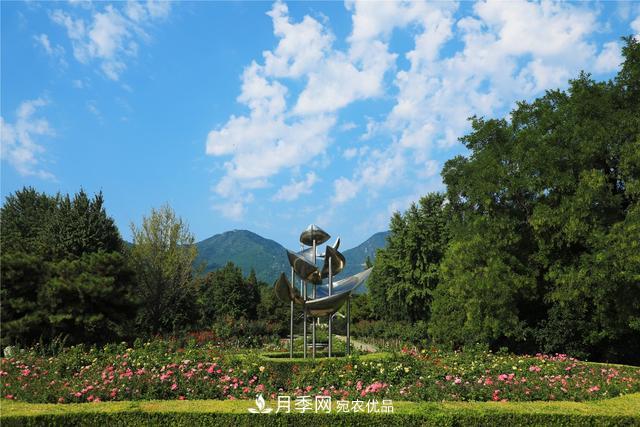 北京植物園10萬株月季迎花期(圖2)