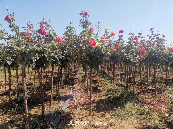 河北樹(shù)狀月季批發(fā)基地，品種月季產(chǎn)地直供價(jià)格表(圖1)