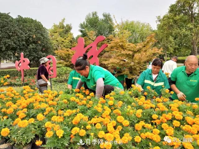 美！6萬(wàn)盆景觀花卉扮靚鄭州鞏義城區(qū)(圖1)