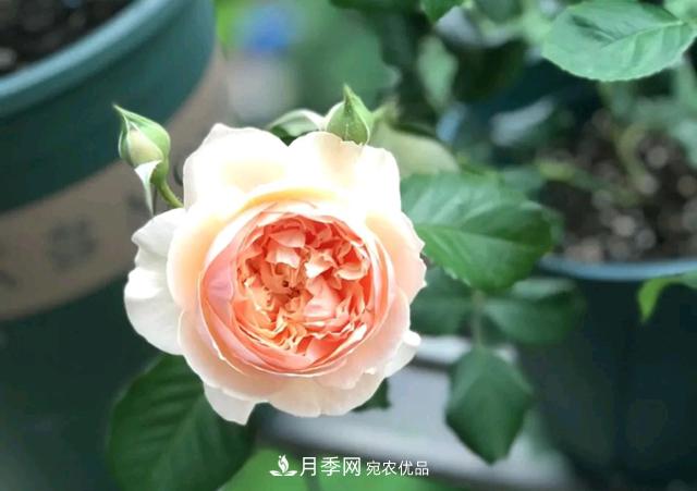 月季花的根系越養(yǎng)越差，難道是因?yàn)椴粫?huì)養(yǎng)？(圖2)