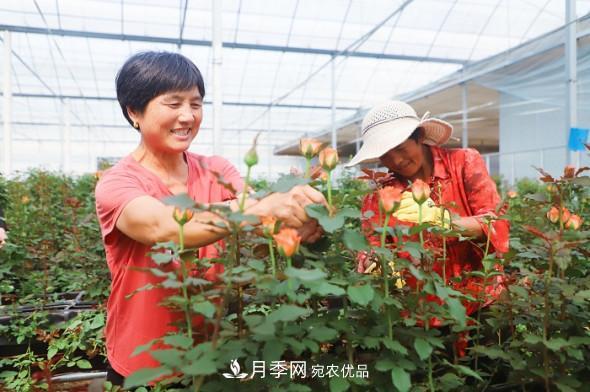 山東日照招賢玫瑰產(chǎn)業(yè)園：花海種下振興夢 花香溢滿致富路(圖1)