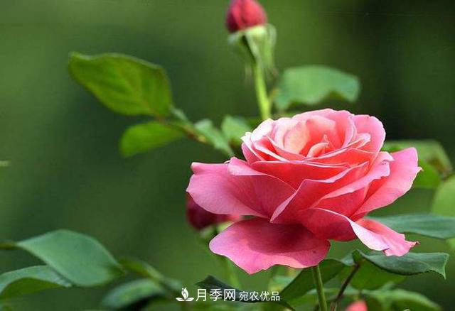 月季花如何養(yǎng)護才能讓根系更發(fā)達(圖1)