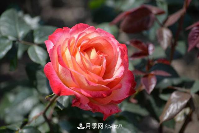 月季花如何養(yǎng)護才能讓根系更發(fā)達(圖2)