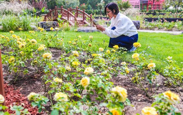 北京大興納波灣月季園新增33個主題園(相冊)(圖2)