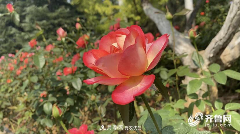 山東濟(jì)南網(wǎng)紅打卡地！帶您看姹紫嫣紅的月季花海(圖4)