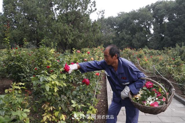 北京天壇公園國慶花壇亮相，萬株月季節(jié)日迎客(圖2)