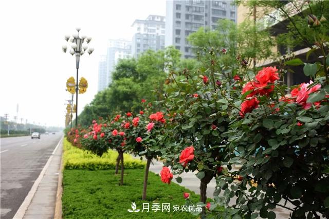 月季之都，陜西韓城市打造月季花海文化名城(相冊)(圖4)