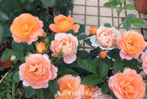 果汁陽(yáng)臺(tái)月季好養(yǎng)嗎，一年開(kāi)幾次花？(圖1)