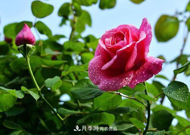 不同季節(jié)種植藤本月季的區(qū)別(圖1)