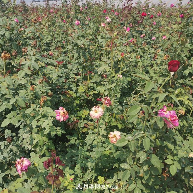 月季苗，月季花，品種齊全暢銷全國(guó)市花城市(圖3)