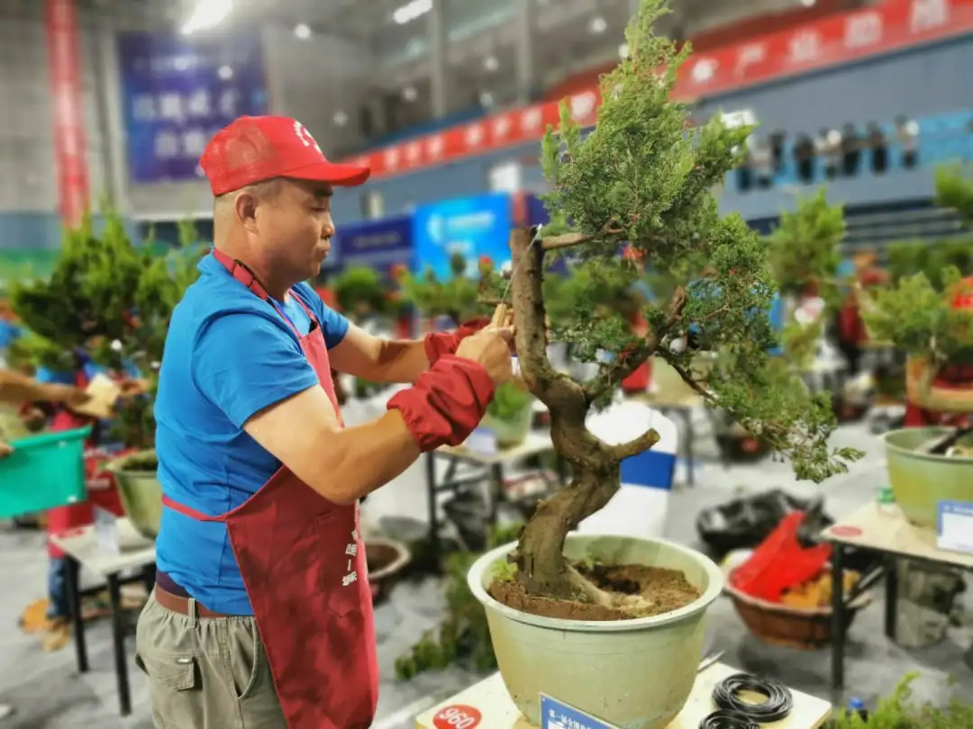 第八屆中國·沭陽花木節(jié)開幕，參觀盆景界的“奧林匹克”(圖4)