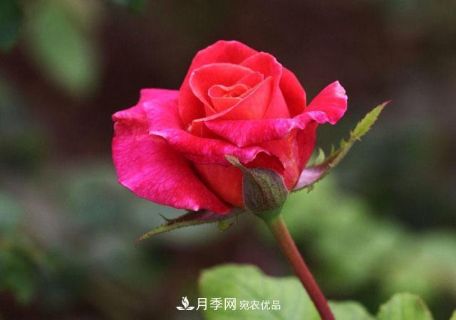 秋天的月季做好這幾點養(yǎng)護，花照樣盛開繼續(xù)美艷(圖1)