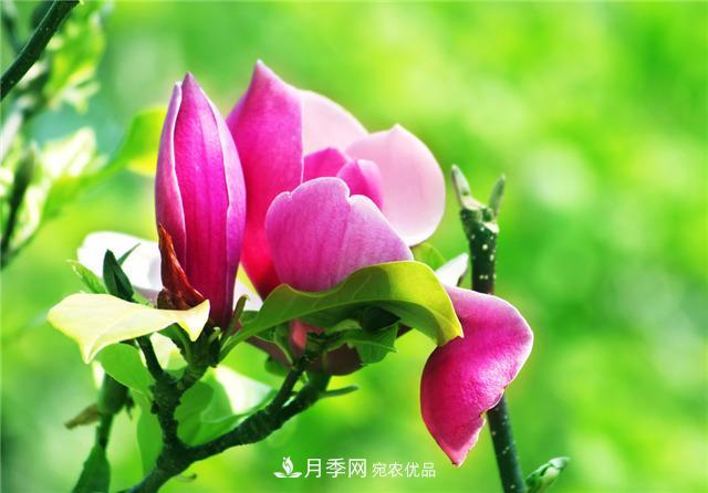 玉蘭花的花語(yǔ)、傳說、栽培記述與歷史文化(圖1)