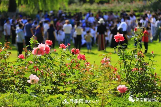 金秋花兒姹紫紅，山東濟(jì)南植物園萬株月季與您“約會”佳節(jié)(圖2)