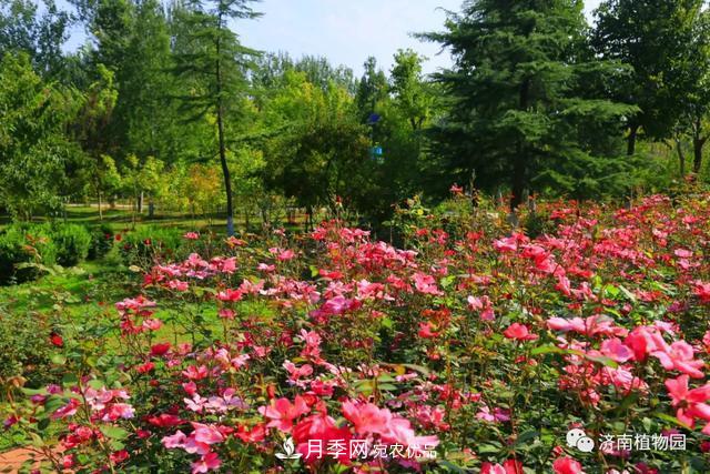 金秋花兒姹紫紅，山東濟(jì)南植物園萬株月季與您“約會”佳節(jié)(圖5)