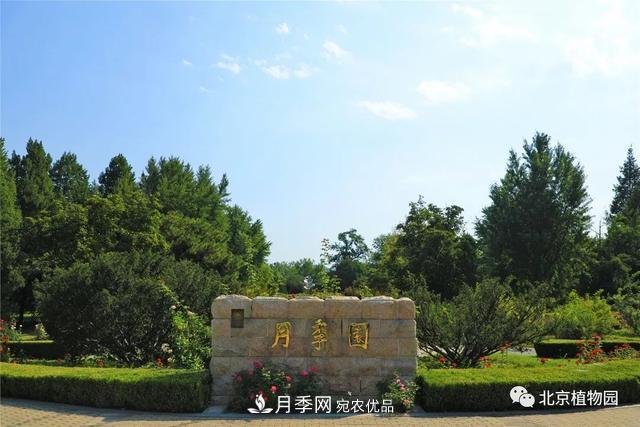 北京植物園月季花海進(jìn)入盛花期，國慶觀賞正當(dāng)時(shí)(圖1)