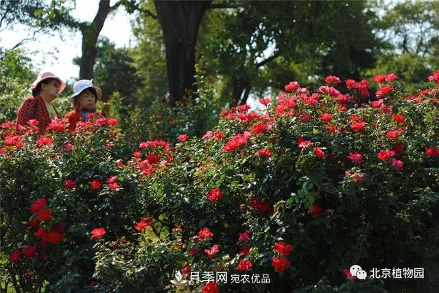 北京植物園月季花海進(jìn)入盛花期，國慶觀賞正當(dāng)時(shí)(圖2)