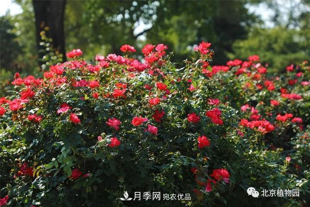 北京植物園月季花海進(jìn)入盛花期，國慶觀賞正當(dāng)時(shí)(圖4)