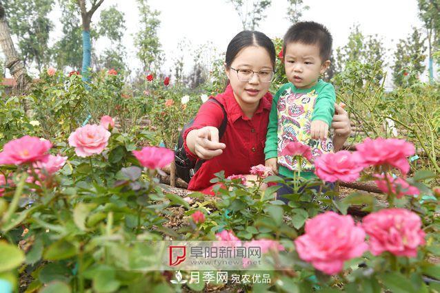 全國首個(gè)現(xiàn)代月季種質(zhì)資源圃“扎根”安徽阜陽(圖1)