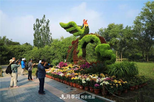 北京植物園第28屆市花展開幕，菊花月季是主角(圖3)