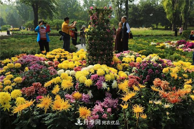 北京植物園第28屆市花展開幕，菊花月季是主角(圖4)