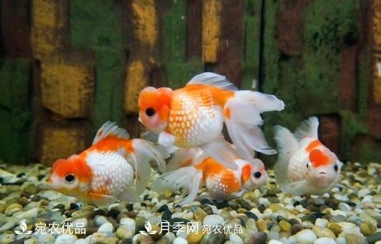 南陽鎮(zhèn)平：中國金魚之鄉(xiāng)，中國錦鯉之鄉(xiāng)的觀賞魚養(yǎng)殖產(chǎn)業(yè)(圖1)