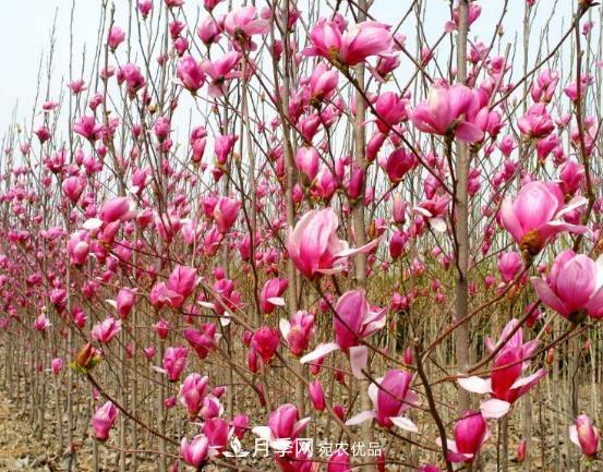 南陽市創(chuàng)建中藥材種植示范基地(圖1)