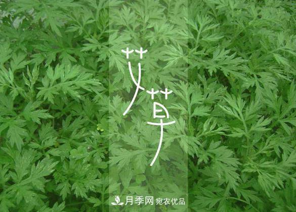 南陽(yáng)仲景艾草產(chǎn)業(yè)占全國(guó)70%份額，年產(chǎn)值10億元，叫響世界？(圖2)