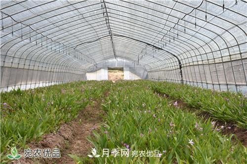 白芨種苗應(yīng)該怎么挑選？種植方法是什么？南陽(yáng)基地為你講解(圖2)