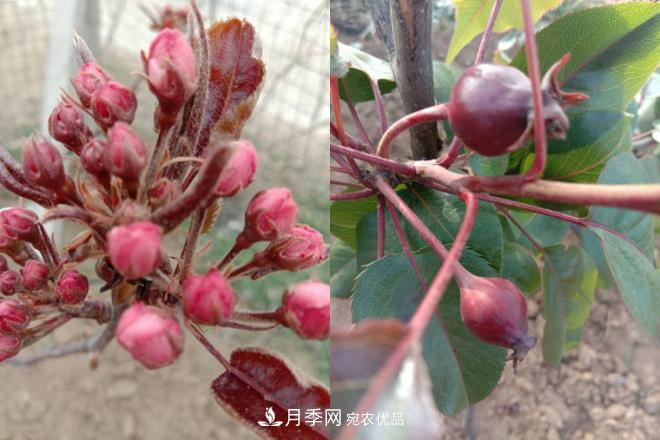 1-3年生全紅梨樹苗方城基地直銷！成活率高 價值突出(圖5)