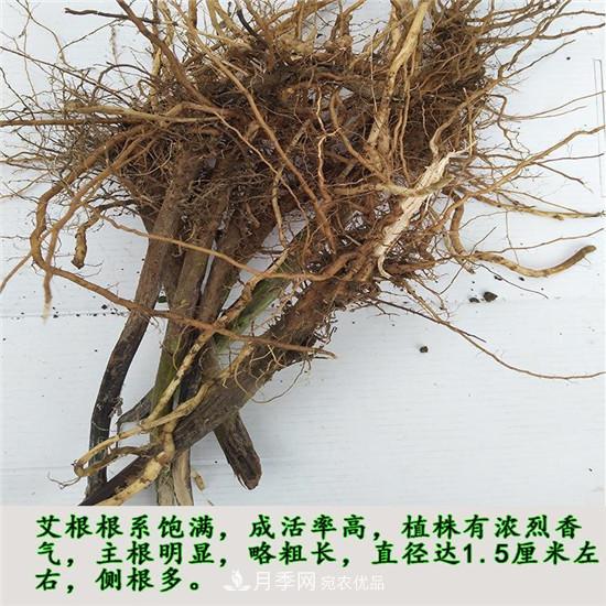 南陽純正宛艾艾草艾根艾苗基地批發(fā)直銷(圖3)