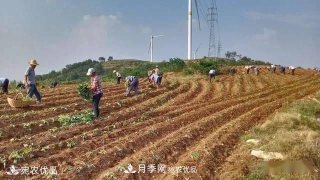 南陽唐河“小紅薯”撐起脫貧致富“大產(chǎn)業(yè)”(圖1)