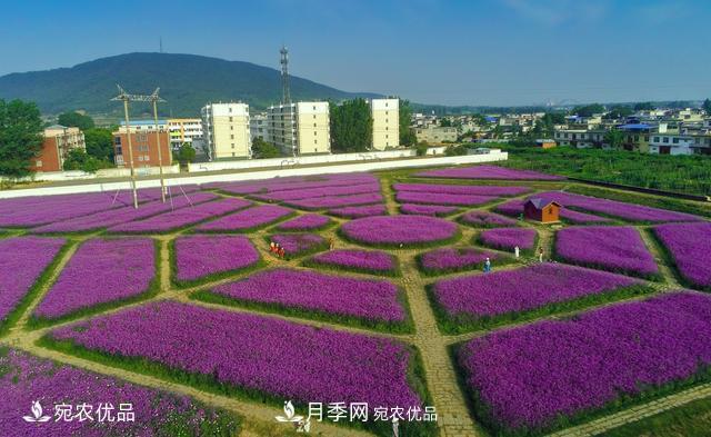 馬鞭草爭(zhēng)艷怒放 南陽(yáng)達(dá)士營(yíng)村美麗鄉(xiāng)村夢(mèng)幻家園(圖1)