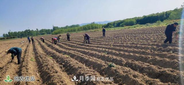 桐柏縣平氏鎮(zhèn)致富紅薯產(chǎn)業(yè)點(diǎn)燃扶貧之火(圖2)