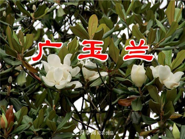 南陽(yáng)南召玉蘭基地，廣玉蘭苗木繁育技術(shù)分享(圖3)