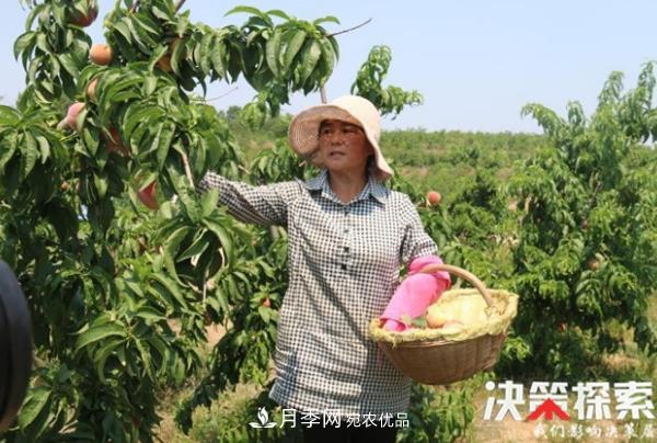 南陽市南召縣南河店鎮(zhèn) 培育綠色農業(yè)產業(yè)共享生態(tài)紅利(圖1)