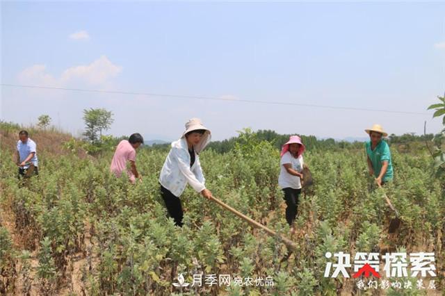 南陽市南召縣南河店鎮(zhèn) 培育綠色農業(yè)產業(yè)共享生態(tài)紅利(圖5)